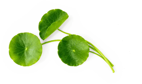 Centella asiática, ingrediente botánico de Variste