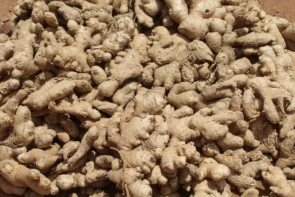 Jengibre, ingrediente botánico de Variste